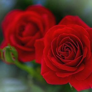 Meet your Posher, Elisabeth